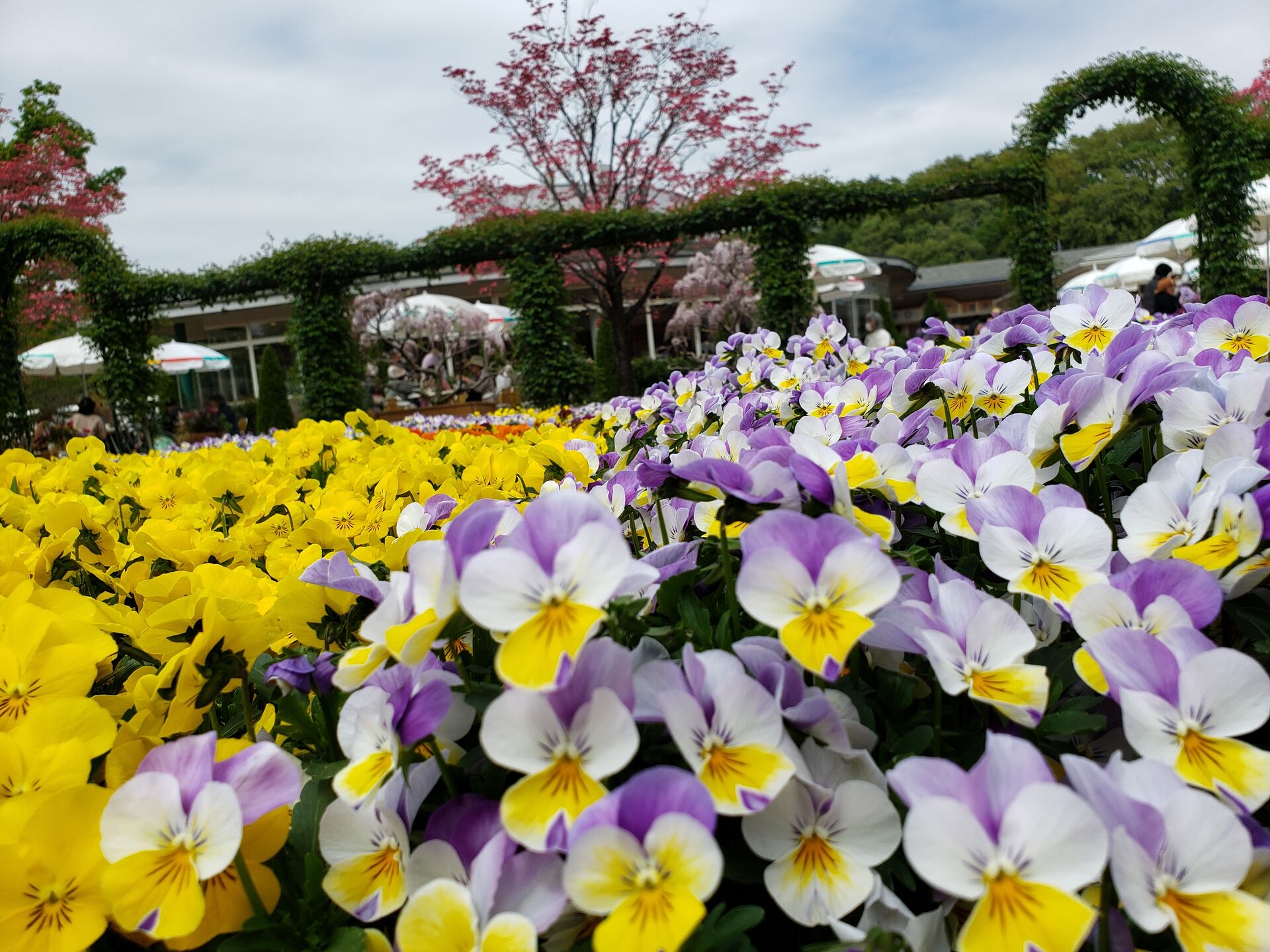 花