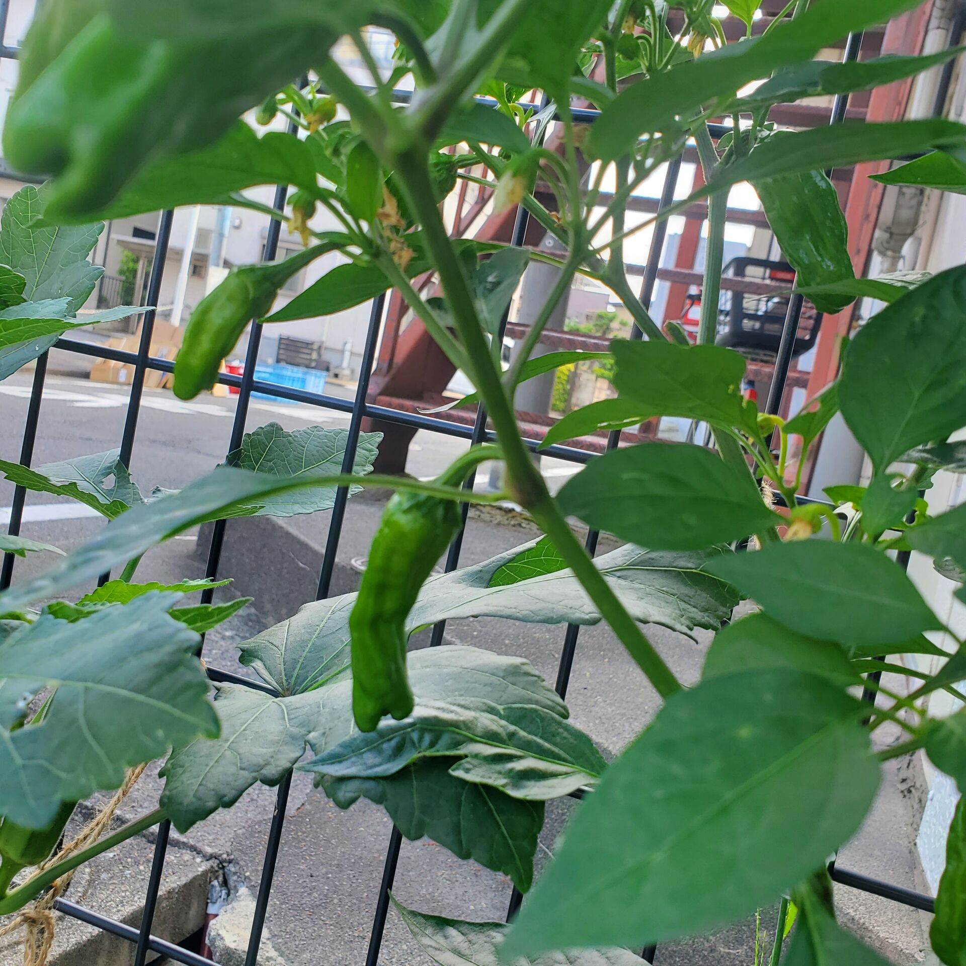 からいししとう